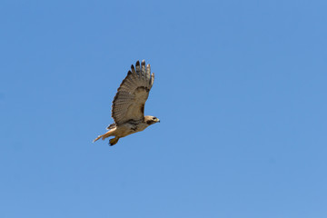 Red-tailed Hawk in flight