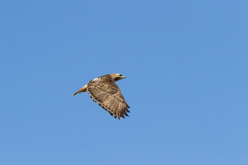Red-tailed Hawk in flight