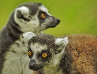 ring tailed lemur