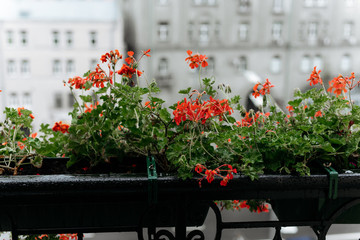 flowers rain balcony red moscow