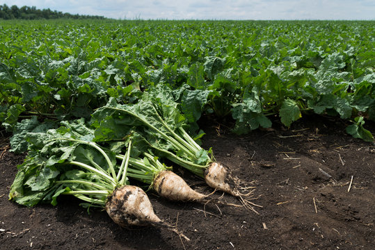 High Angle View Of Sugar Beets On Field