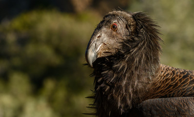 Profile of Young California Condor