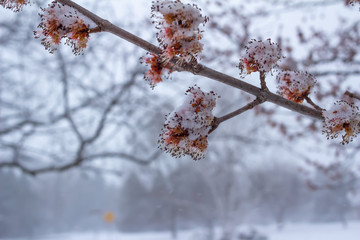 Close up view of frosty snow covered yellow and red flowers on a red maple tree (acer rubrum), with defocused background, in early spring