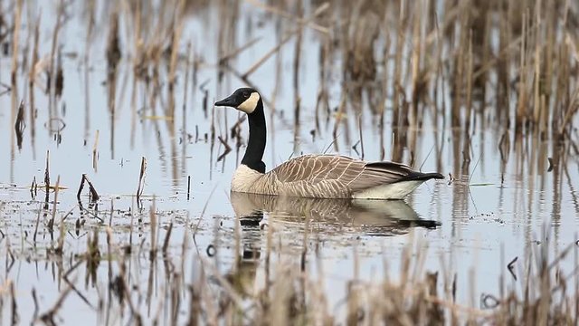 Canada Goose in Ohio Wetland during spring migration