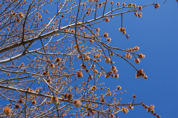 Close up view of emerging bright yellow and red flowers on a red maple tree (acer rubrum), with defocused background