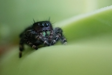 spider on a leaf