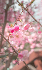 Sun and Sakura