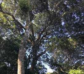tree in the park