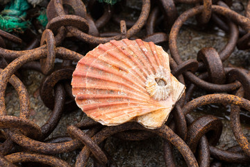 Large Pink Scallop with Barnacle on Rusty Metal Harbor Equipment