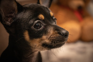 portrait of a small dog