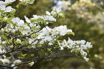 Flowering dogwood (Cornus florida) / Cornaceae deciduous tall tree