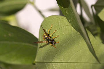 Image of a common wasp (Vespula sp.) on a leaf of a plant