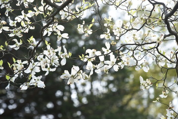 Flowering dogwood (Cornus florida) / Cornaceae deciduous tall tree
