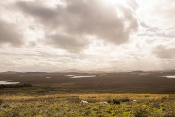 Wide Open Bog Landscape with Sheep and Lakes on Isle of Lewis, Outer Hebrides, Scotland