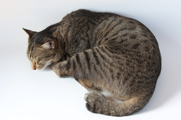 Obraz premium Top view of Thai tabby striped cat is sleeping on the floor, concept for pets at home.