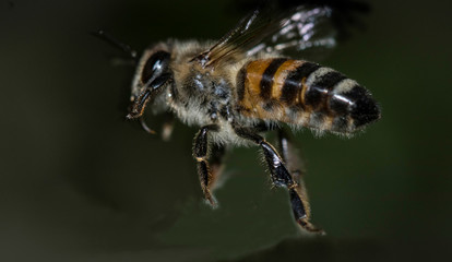 ABEJA 
