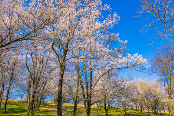 日本の春満開の一本の大きな桜の木