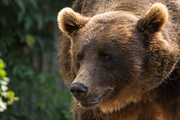 Naklejka na ściany i meble A brown bear (Ursus arctos) close up portrait.