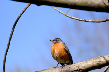 robin on a branch