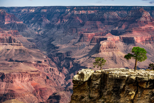 A small tree stand overlooking The Grand Canyon, Arizona