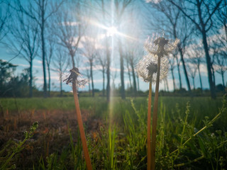 field of flowers