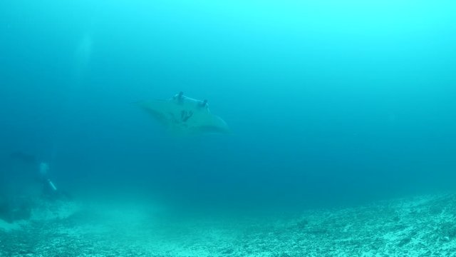 manta ray underwater swim on ocean floor