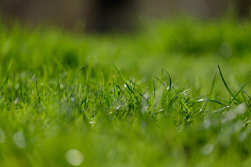green grass