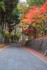 Autumn Leaves along a Street in Kyoto, Japan