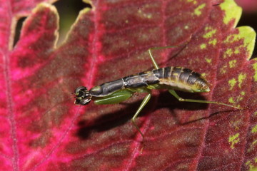 Black Mantis