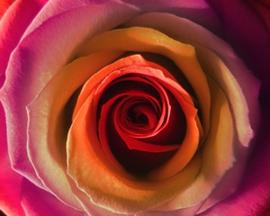 Macro Shot Of Rose Flower
