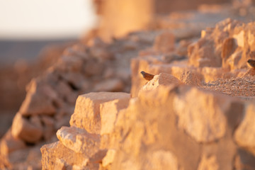 bird in old ruin