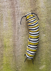 Black, yellow, and white striped monarch butterfly caterpillar is crawling up a brown wooden fence.