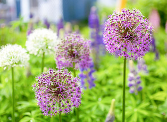 Alliums blooming in a North American perennial garden.