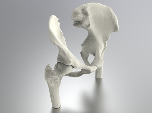 Model of human bone, hip anatomy on metallic background, 3D render