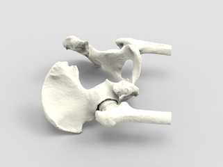 Model of human bone, hip anatomy, 3D render