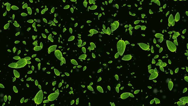 Food video clip 4k computer rendering 3d screen saver with sage leaves on a green background moving towards the camera