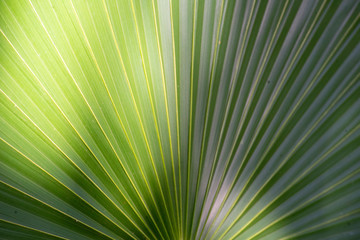 Obraz premium jungle palm tree leaves