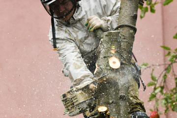 A man is sawing a tree close-up. Place for an inscription. Wood chips fly apart. Sawing in special clothing.