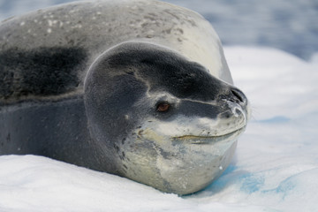 Leopard Seal on Ice