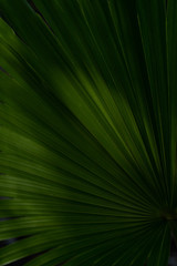 Obraz premium jungle palm leaf background