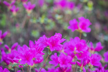 Fototapeta na wymiar 야외에서 볼수있는 여러가지 봄 꽃들, 목련, 진달래, 벚꽃 등