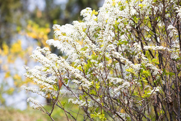 야외에서 볼수있는 여러가지 봄 꽃들, 목련, 진달래, 벚꽃 등