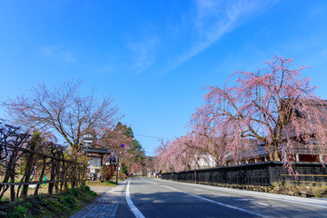 Obraz premium 角館 桜 武家屋敷