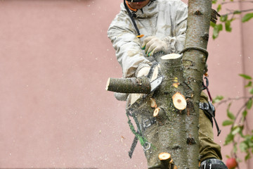 A man is sawing a tree close-up. Place for an inscription. Wood chips fly apart. Sawing in special clothing.