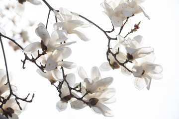 야외에서 볼수있는 여러가지 봄 꽃들, 목련, 진달래, 벚꽃 등