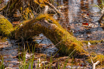 old bough in the woods