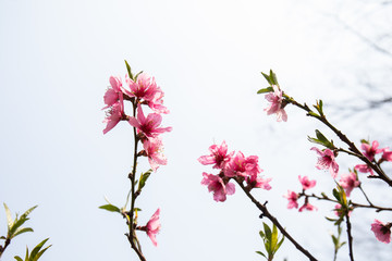 야외에서 볼수있는 여러가지 봄 꽃들, 목련, 진달래, 벚꽃 등