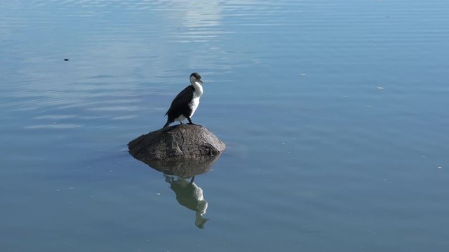 Pied shag pruning feathers on a rock with a reflection in calm water