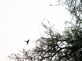 Colibri