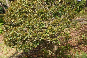 Fortune's osmanthus / Oleaceae evergreen small tree